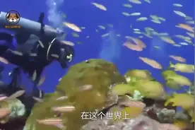 世界上最小的鱼，个头堪比蚊子，养起来不用放大镜还真看不着视频封面