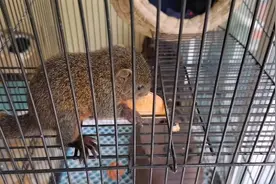 小松鼠旺财为什么只吃酸奶和苹果，不吃果仁和坚果