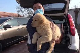 第二集我的宠物犬小金毛来到新环境的表现我给100分