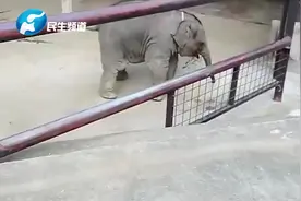 小象生气的时候会用鼻子撒娇，让看护员注意到它视频封面