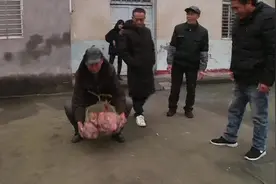 稀奇！农村老汉意外收获34斤红薯“巨无霸”，乡亲们都跑来围观！视频封面