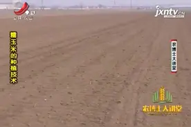 糯玉米的种植4：糯玉米采用地膜覆盖栽培的方式，来提高经济效益视频封面