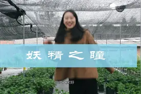 妖精之瞳：及其容易调色的绣球花之一（彩蛋）视频封面