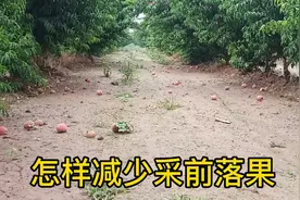 怎样防治桃子采摘期落果视频封面