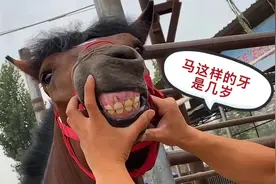 想知道马是几岁，懂行的就会看牙，这匹马几岁谁知道视频封面