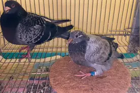 只喂一只小幼鸽会翻翅？我的就不会，拿出你的细心问题都能解决视频封面