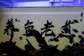 鱼缸水面经常出现白色水垢痕迹，应该如何处理？简单小妙招搞定视频封面