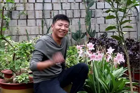 此品种朱顶红，四季开花不断，而且养护，您知道是什么品种吗？视频封面