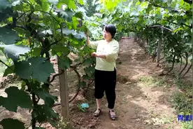葡萄树留几个主杆比较好，农民朋友是怎么说的呢？
