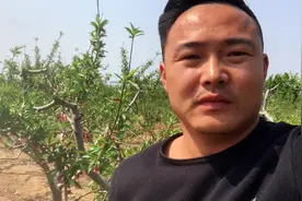 桃树花期过后的第一遍药“必不可少” 这些你做到了吗？视频封面