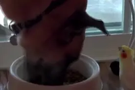 鹦鹉朝吃饭的狗子学狗叫，千万憋住别笑，狗崩溃的干脆饭都不吃了