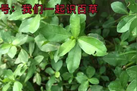 这个植物红军长征经常吃叫它革命菜学名叫喜旱莲子草水花生无心菜视频封面