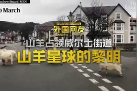 【山羊占领威尔士街道】外国网友：山羊星球的黎明