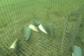 水下拍摄鱼笼陷阱，得知被困的鱼乱撞！