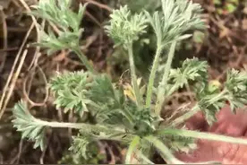 你知道吗？田边的野草，确是有名的护肝之王#扶贫达人在行动#视频封面