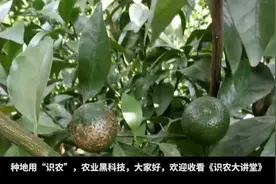 最强杀蓟马药剂组合，专治抗性蓟马，特效蓟马药，杀白粉虱、蚜虫视频封面
