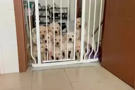 网友：每天叫醒我的，就是小金毛要吃饭的声音，真的太可爱了！视频封面