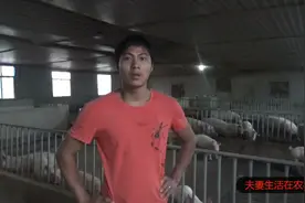 小猪身上长满红疙瘩，用醋洗两天就好，你真的学会了养猪看吗视频封面