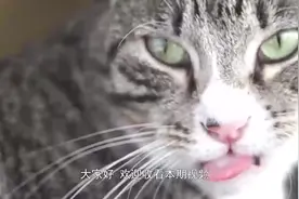 为什么猫的舌头有磨砂感，这是它们喜欢舔舐自己皮毛的原因吗？