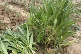 辛苦种了三个月的油麦菜，拔掉全扔，吃又吃不得，有些可惜！视频封面