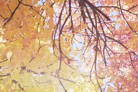 老人的话不假：属虎人会遇一劫，太可怕了！视频封面