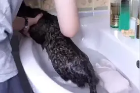 主人给喵星人洗澡，猫咪害怕的一直喵喵叫，网友：太不会享受了吧视频封面