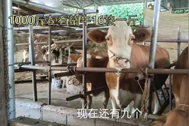贵州的牛价比猪便宜，1000斤左右才16块钱一斤