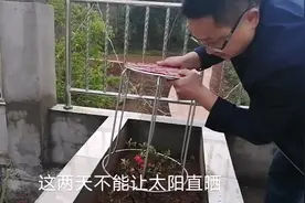 眼哥在网上买三株海堂花，栽好后怕太阳直晒，看看选用什么土办法视频封面