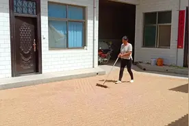 麦香家的小麦入库了，一亩三分地收了960斤，净赚多少钱？视频封面