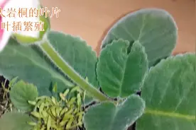 正在开花的大岩桐盆栽，摘下两片叶子，插土壤里，4周后长出幼苗视频封面