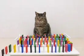 听说完成多米诺骨牌才猫粮吃？这两只猫咪的主人也太会玩了吧