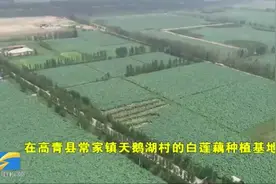 藕花香里觅财富 淄博高青“莲藕+龙虾”生态立体养殖助农增收视频封面