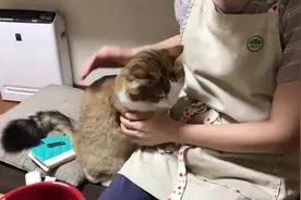 猫咪强行亲女主人，不给亲还生气，你这是跟谁学的啊！视频封面