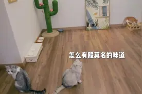 你随风飘扬的翔，有迷迭香的味道，这就是猫砂埋太厚的后果视频封面