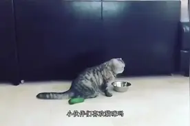 猫咪照镜子后，一脸懵的跑到镜子后面，笑到停不下来视频封面