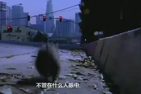 军舰上老鼠太多，士兵养猫抓老鼠，结果发生了神奇的事情视频封面