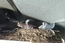 四只燕子幼崽无故消失，发现整个过程让人看呆了，心疼死了！视频封面