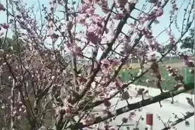 红梅花开迎春来，天籁之音《红梅赞》视频封面