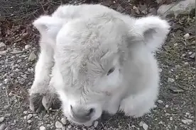 苏格兰高地牛幼崽，太萌了，养着小小的！长大了怎么办哦！视频封面