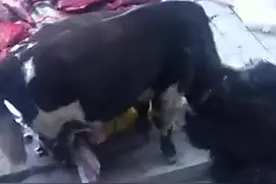 一头牛看到路边卖的牛肉视频封面