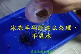 冰冻丰年虾喂鱼浑水！看看老手怎么用一个方法解决这个问题视频封面