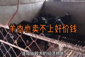 农村养羊，8种情况容易引起羊黄膘，要避免视频封面