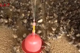 鸡腹泻—拉绿色稀便，是由这几种疾病导致的，查清病因，对症下药视频封面