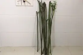 你还在为蔷薇杆子不生根而烦恼吗？鹏哥教你两点，30天长出大白根视频封面