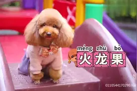 喵星人告诉你，捉迷藏为什么叫躲猫猫！它们太会藏了！视频封面