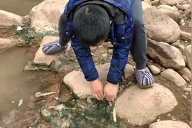 石头堆里翻找神秘钓饵，专钓野生大甲鱼，网友表示没见过。