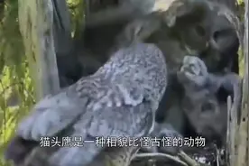 猫头鹰像狗狗一样黏着主人，不停啄主人衣服：主人，抱抱宝宝吧！视频封面