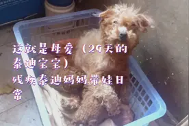 【激萌奖金】这就是母爱曾经流浪残疾泰迪幸福带出生29天宝宝日常视频封面