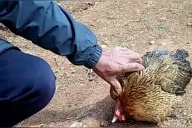 养鸡户来看下，歪脖子，是什么问题？