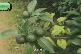 果农说砂糖橘叶发黄，叶片变薄卷曲，什么原因？可能缺镁硼元素视频封面